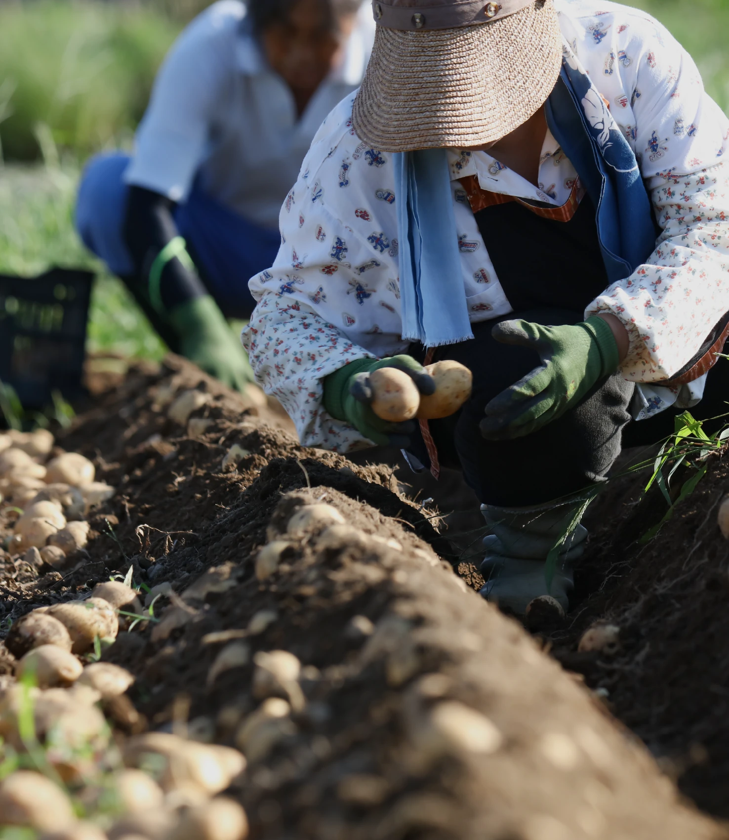 REASON01 栽培方法が違うから。