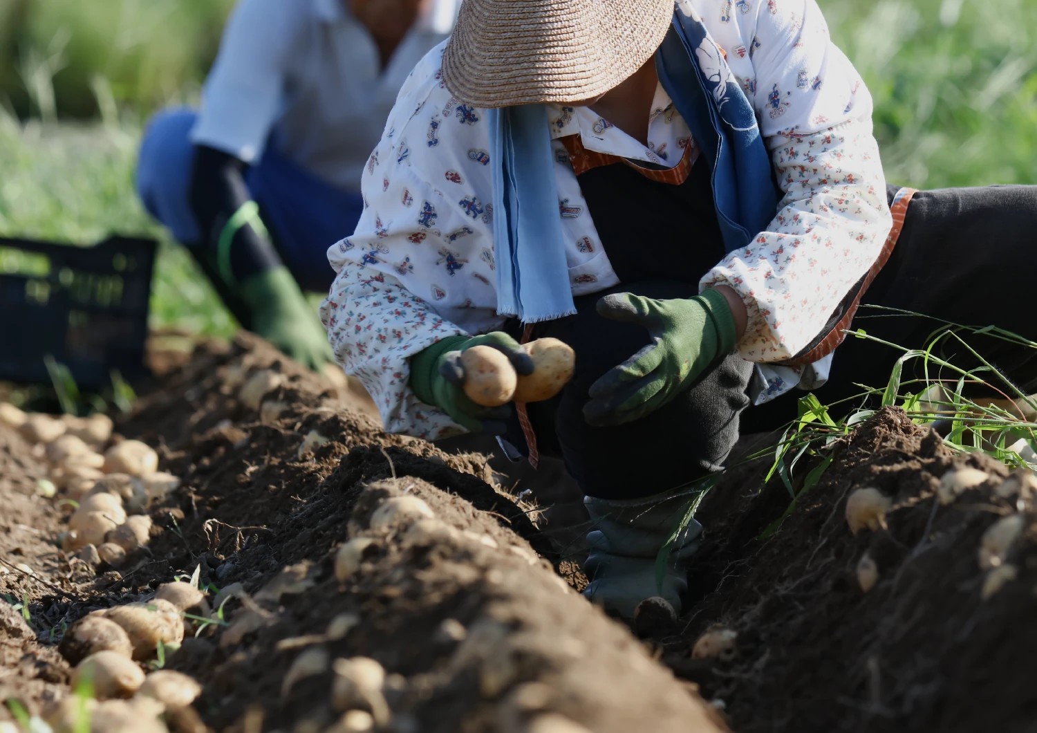 REASON01 栽培方法が違うから。