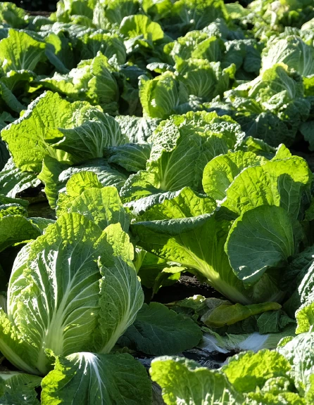 産直青果ボックス