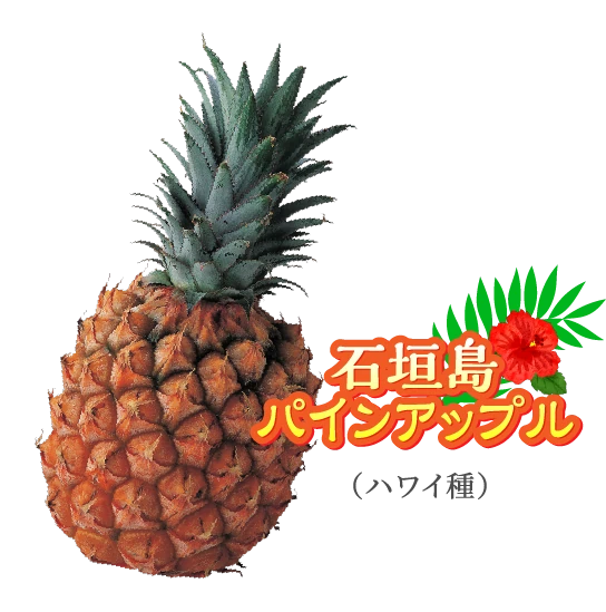 石垣島パインアップル（ハワイ種）