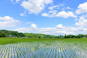 食卓に産直のおいしさ
